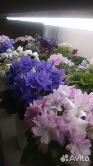 Фиалки мини и полумини