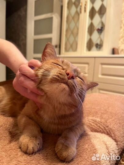 Передержка кошек и грызунов на время отпуска