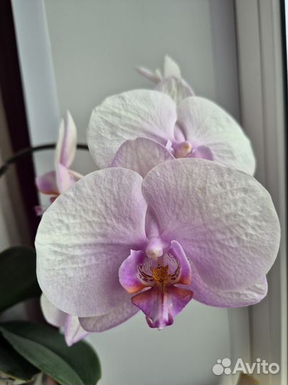 Домашнее растение