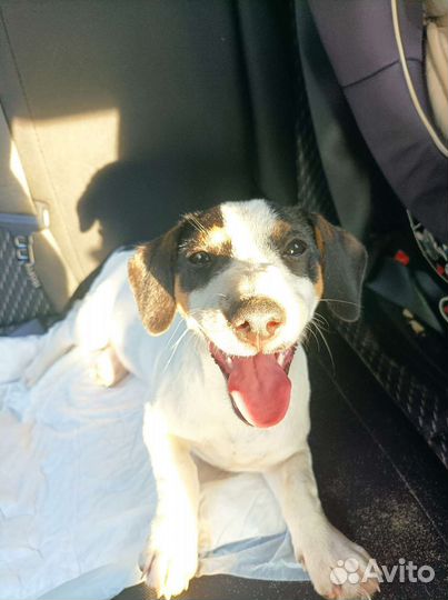 Щенки джек Рассел терьер