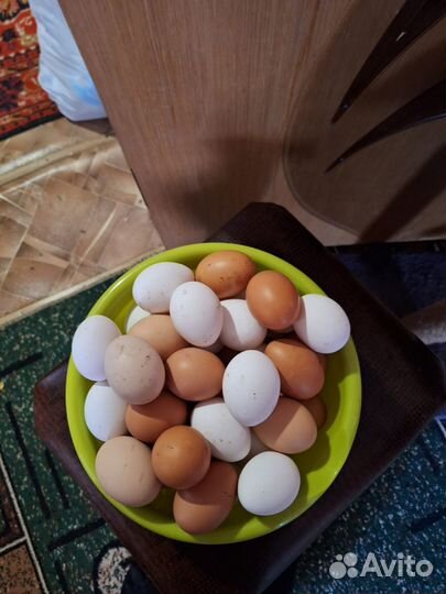 Домашние куриные яйца