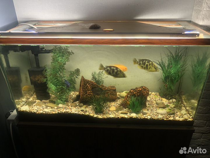 Аквариум с рыбками