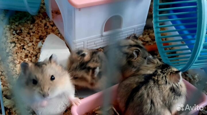 Джунгарский хомяк