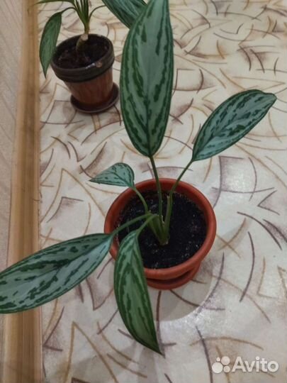 Аглаонема Сильвер Кинг