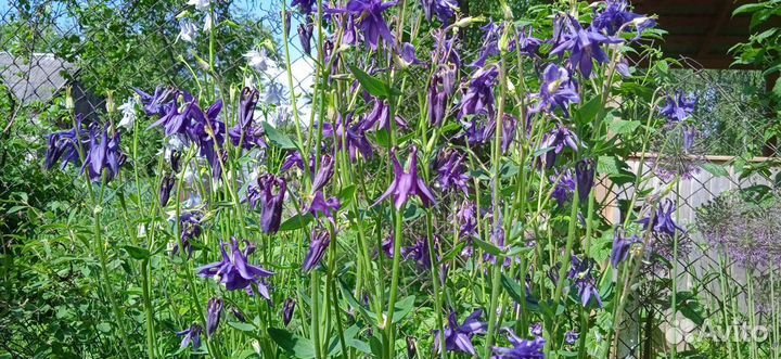 Аквилегия или Водосбор