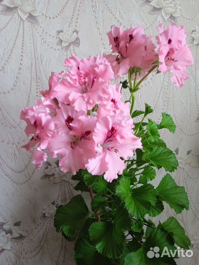 Пеларгония герань