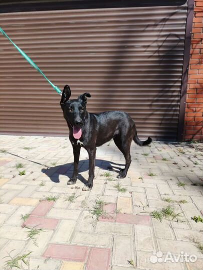 Молодая собака в добрые руки