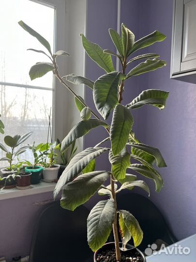 Мушмула дерево