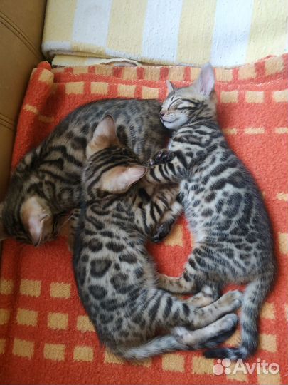 Бенгальские котята