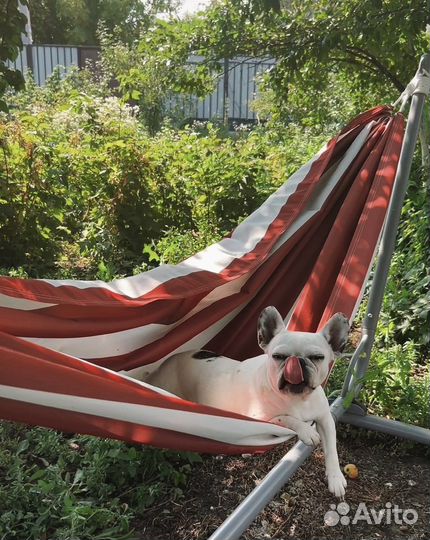 Передержка собак