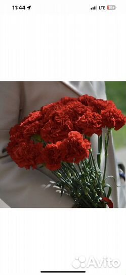 Цветы гвоздика оптом