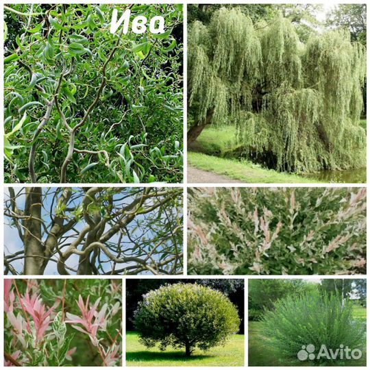 Ивы размаринолистная и ломкая