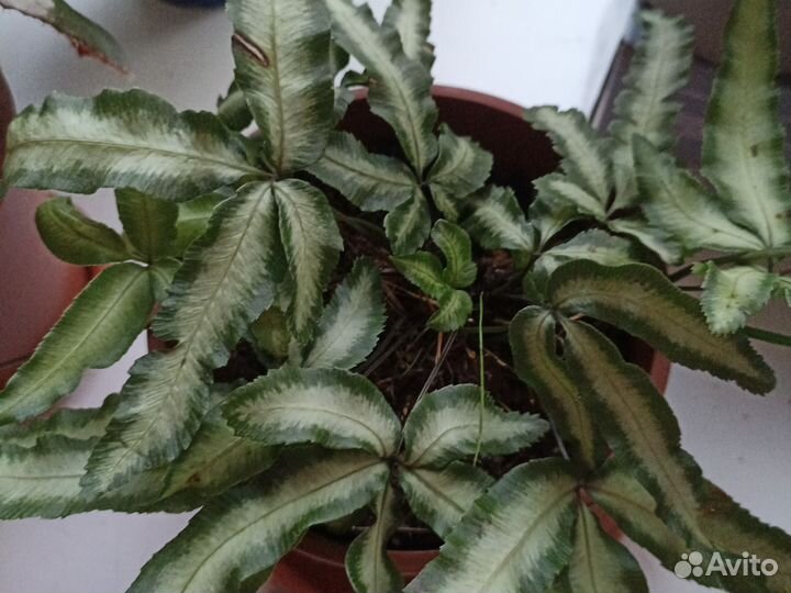 Папоротник птерис