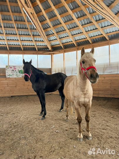 Лошадь для фотосессии