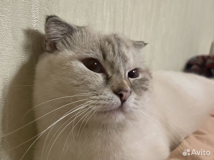 Шотландская вислоухая кошка