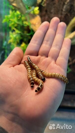 Кормовые насекомые