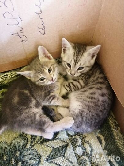 Отдам в добрые руки