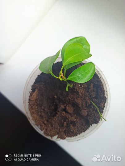 Отводка мандаринового дерева с корневой системой