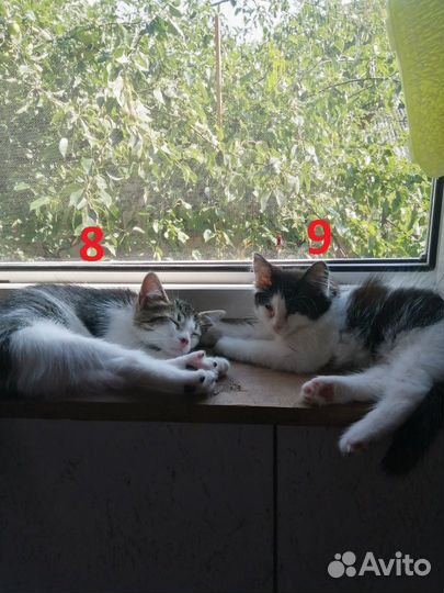 Котики бесплатно в добрые руки