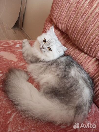 Продам молодую кошечку