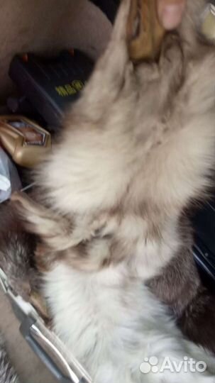 Шкурка животного