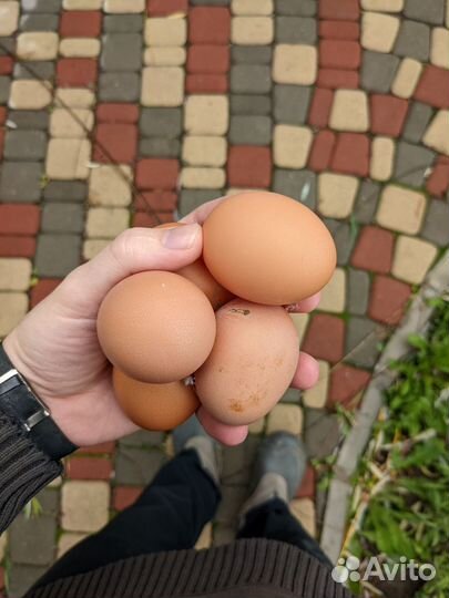 Домашние куриные яйца