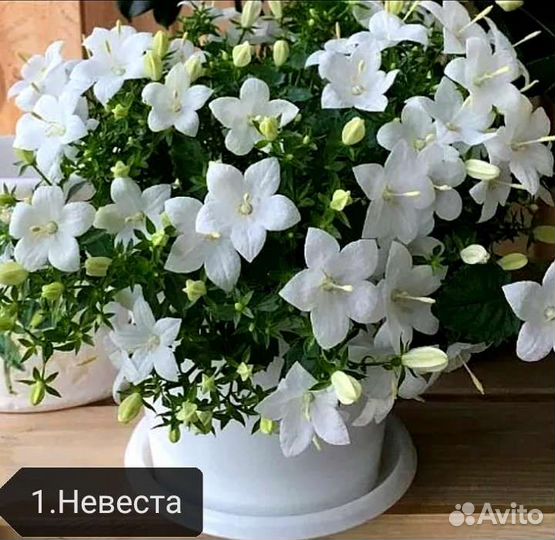 Кампанула жених и невеста