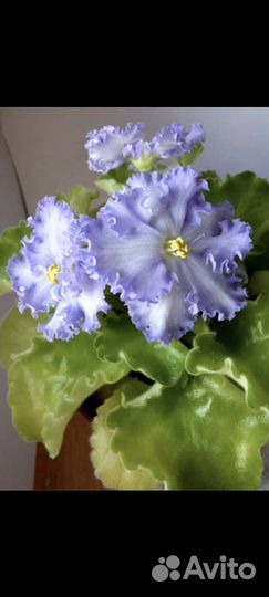 Листики фиалки с корнями