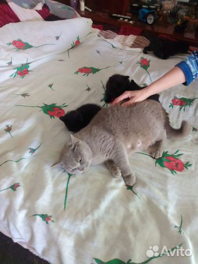 Британские котята