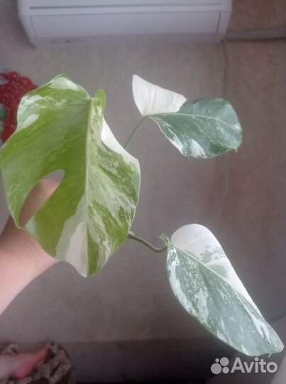 Монстера вариегатная альба срез