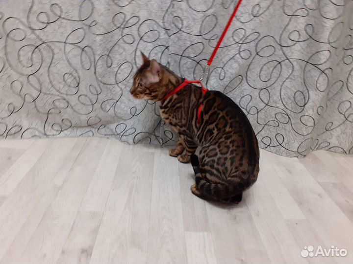 Бенгальский кот для вязки