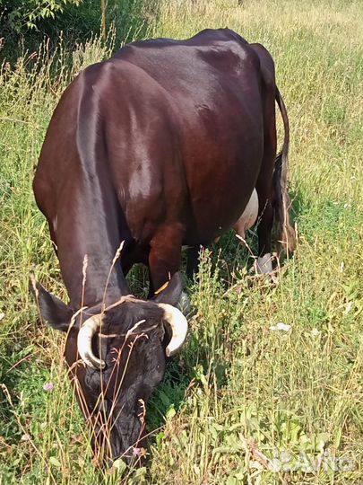 Корова телка