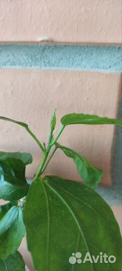 Абелия Гибискус Гибазис