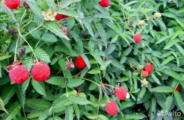 Тибетская малина