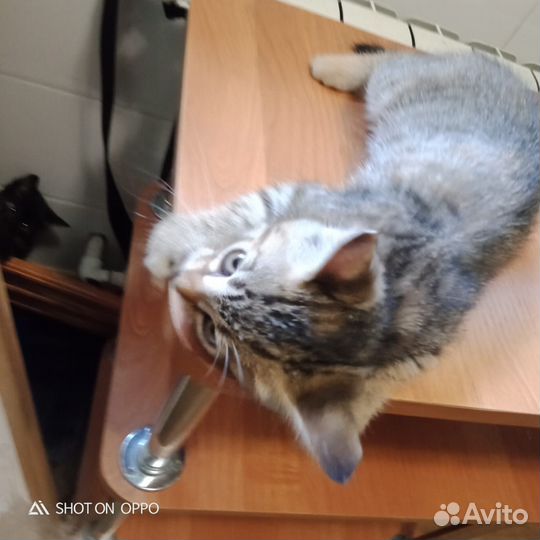 Сиамская кошка