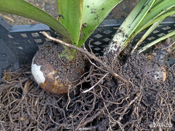 Гиппиаструм