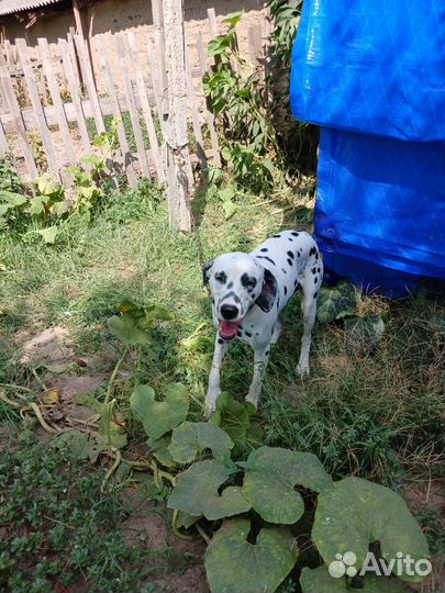 Далматинец