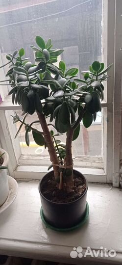 Толстянка денежное дерево