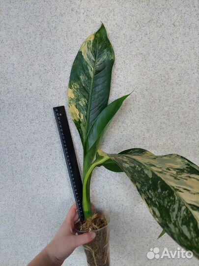 Диффенбахия Yellow variegated, дрифтинг
