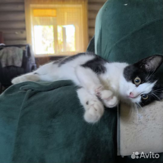 Котенок в добрые руки