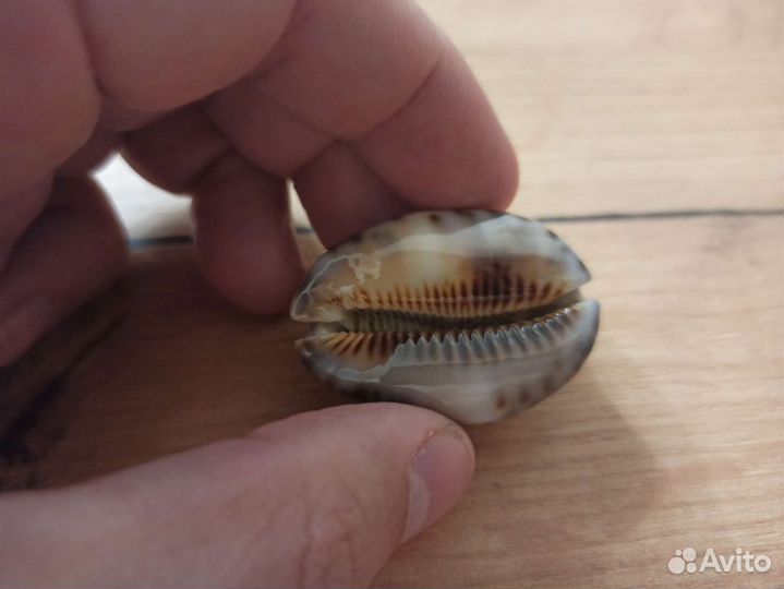 Морская раковина