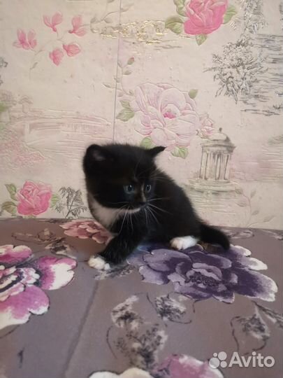 Котята в дар бесплатно