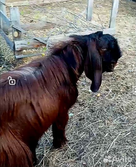 Дамасские Шами