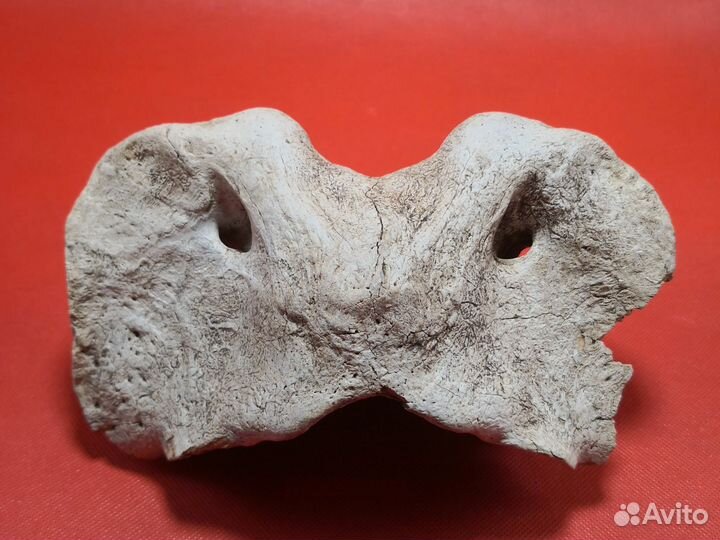 Позвонок плейстоценового животного