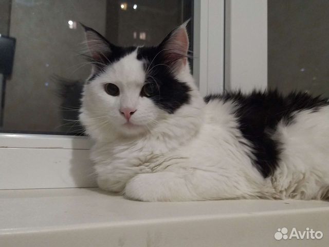 Кот