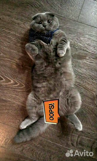 Вязка кота