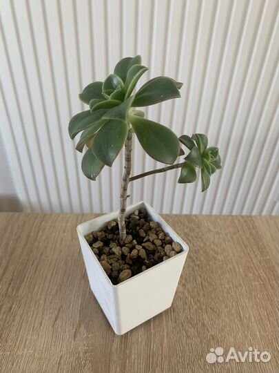 Суккуленты