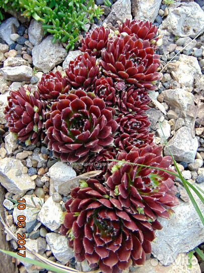 Молодило каменная роза