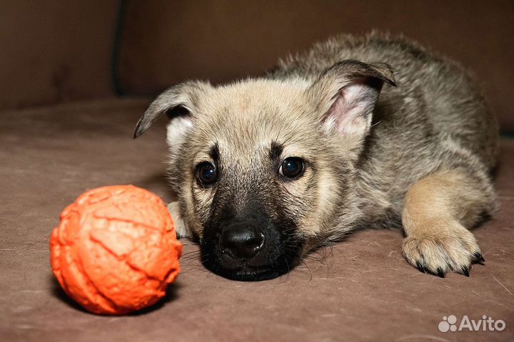 Щенку нужен дом