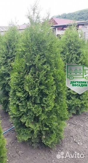 Туя Колумна